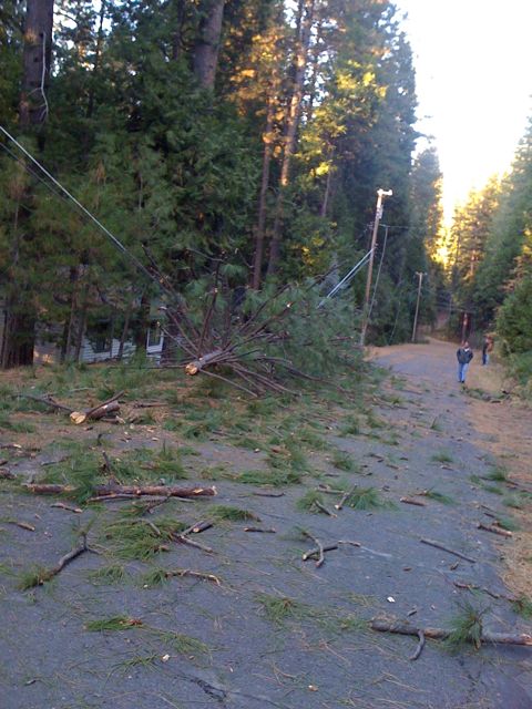 tree fallen, street view