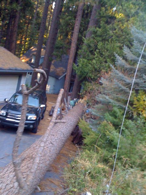 tree fallen, looking down driveway